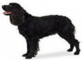 /album/fotky-plemien/americky-vodny-spaniel-jpg/
